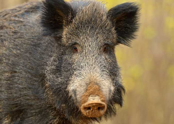 伊春农民遭400斤野猪袭击，我国多地野猪泛滥成灾，还用保护它吗