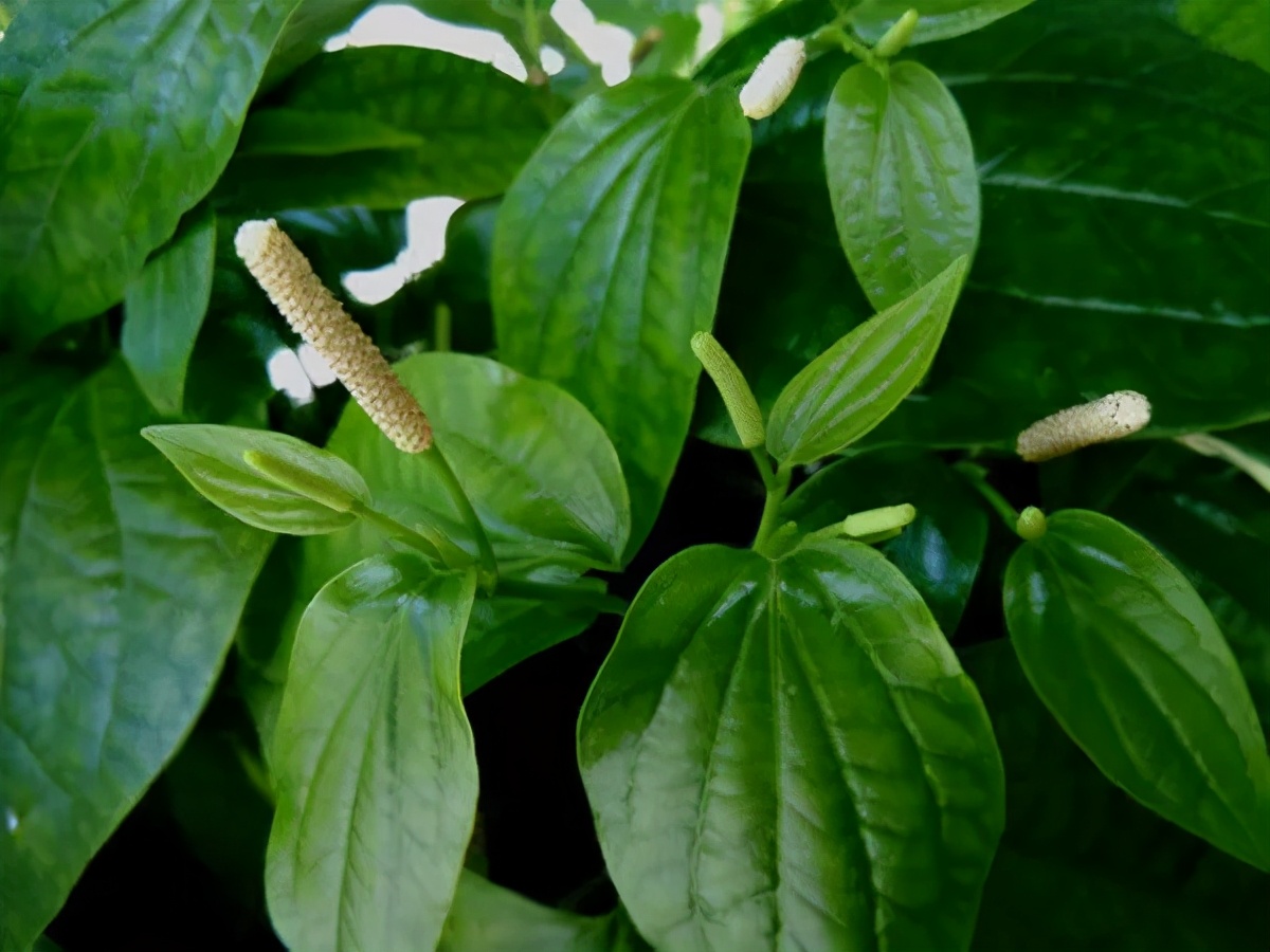 许多看似平凡的野花野草,它们或者是可口的野菜,或者是功效不凡的草药