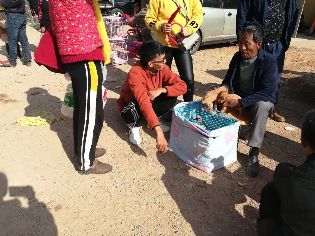 可卡價格,可卡犬價格多少錢一只