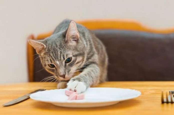 盘点小猫吃什么食物?小猫吃什么食物