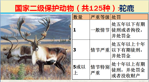 国家保护动物分几个等级（125类二级野生保护名录）