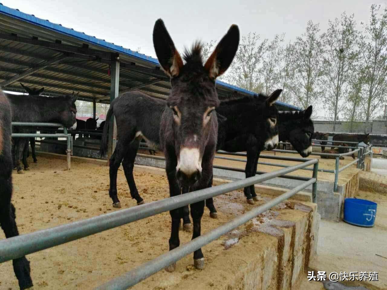 毛驢養殖,