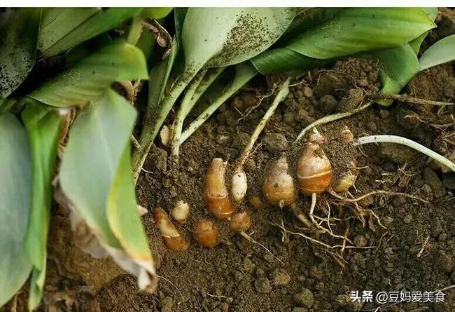 沙姜和洋姜是同一个吗(洋姜跟生姜一样吗?)