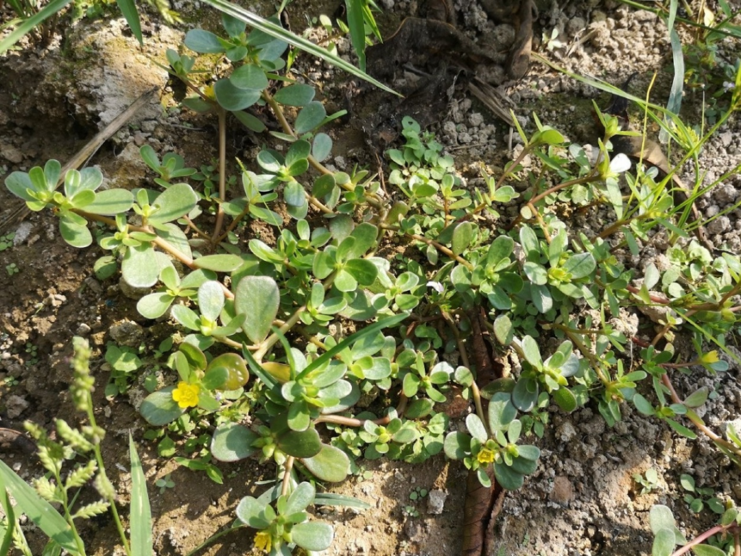 野菜的种类都有哪些（66种野菜辨别图快去尝尝）