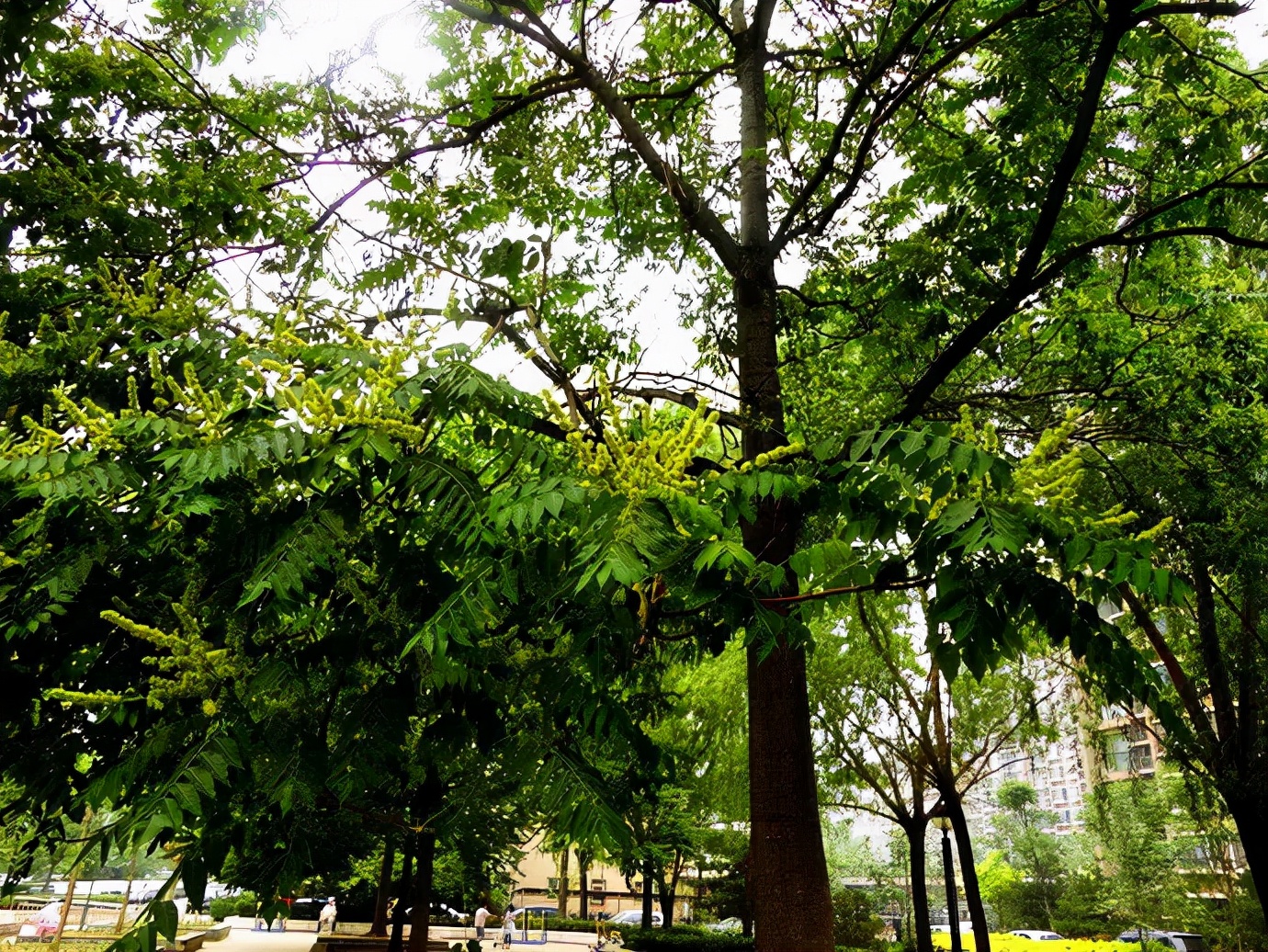 盘点园林景观设计常用的各类植物和材料,让设计师不再迷茫