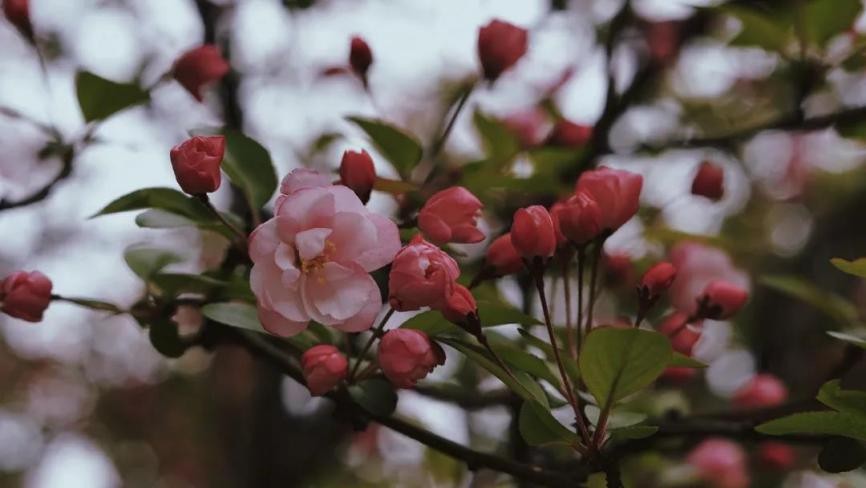 高清大图惊艳来袭！江苏这些“校花”神仙颜值，你Pick哪一个