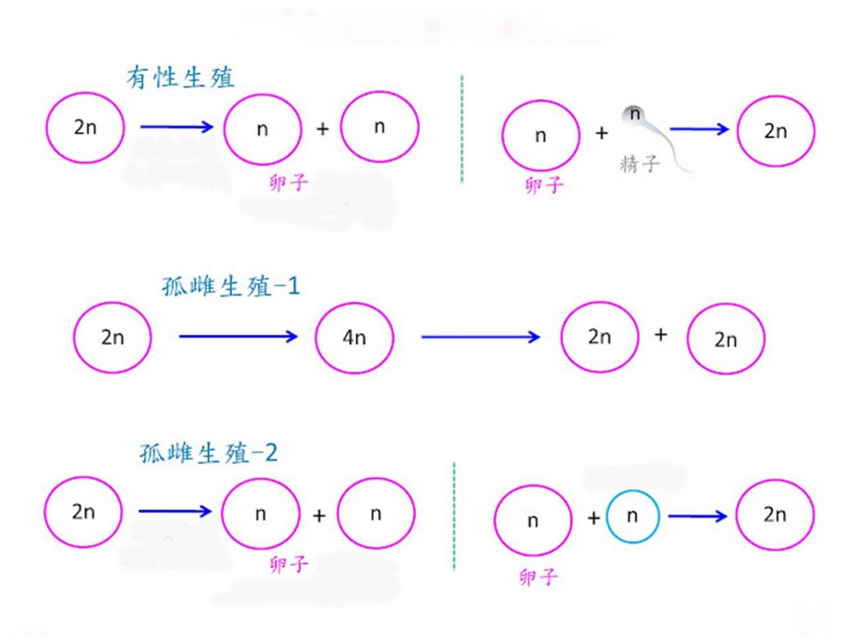 后代比近亲繁殖还要惨，为何鲨鱼还要单性繁殖？人类：全是我的错