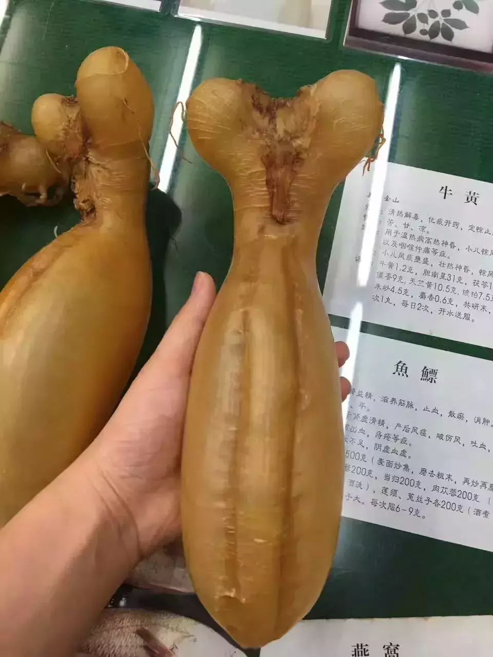蜘蛛胶|鱼胶、花胶 - 顶级