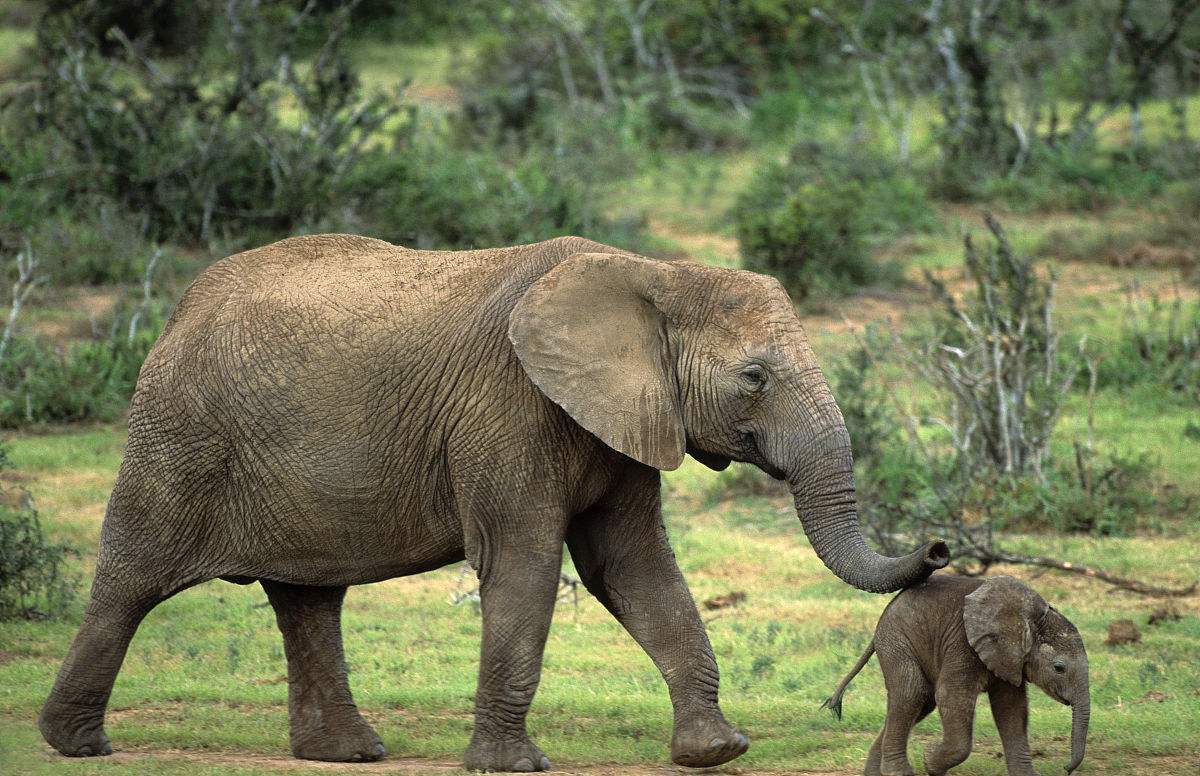 世界最大生殖器男(冷知识:世界上丁丁最大的动物,怎样淘米健康,婴儿