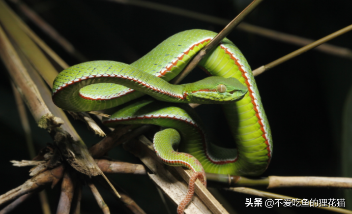 台湾竹叶青蛇图片