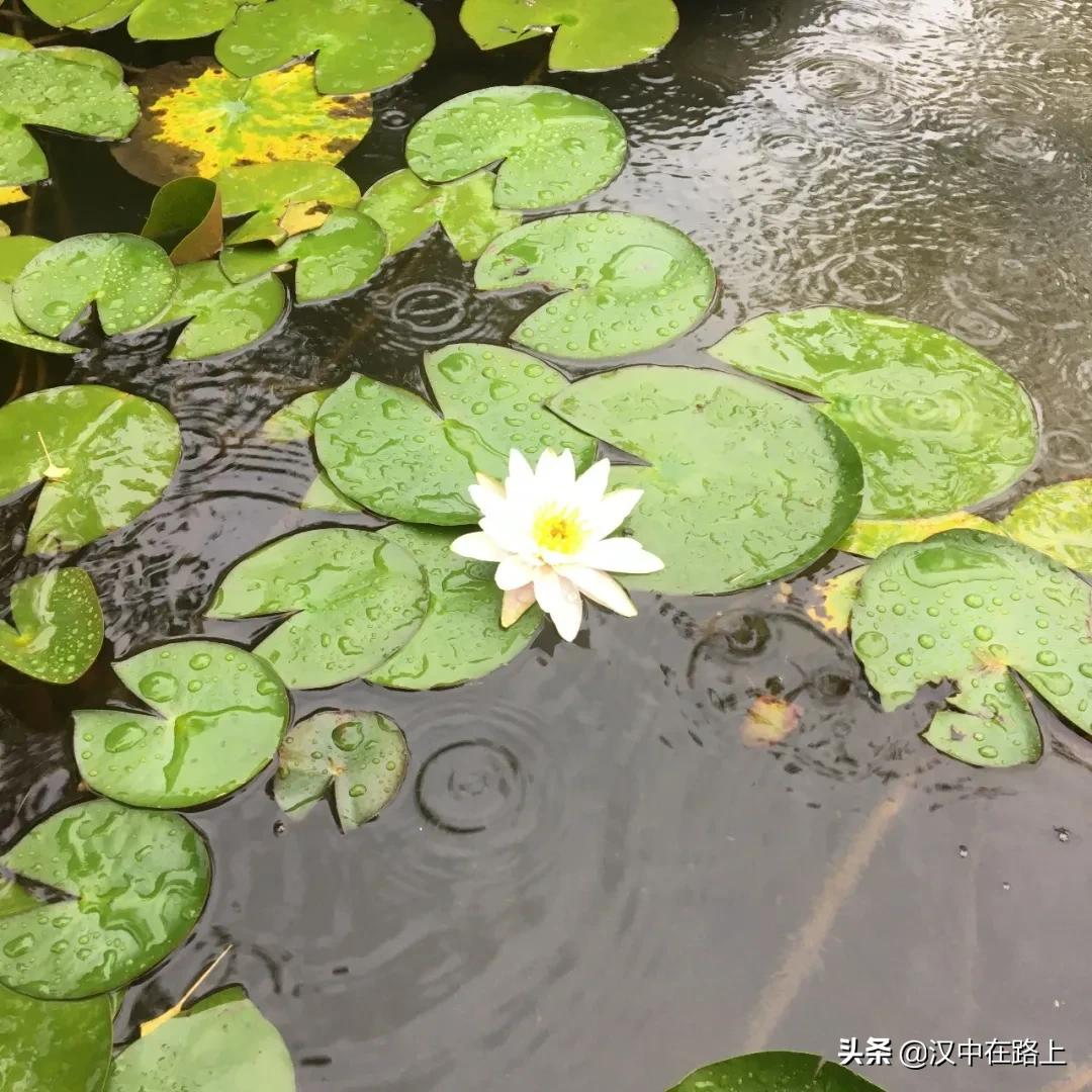 那些飘落在汉中的蒙蒙细雨，唯美了整个夏天