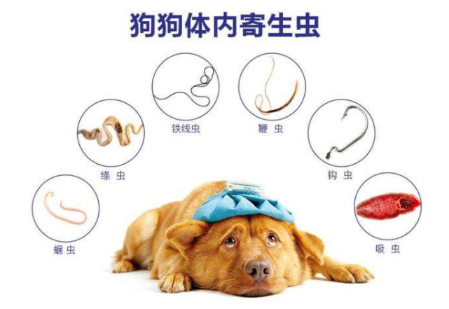 小狗驱虫指南：正确给狗狗驱虫的方法和注意事项