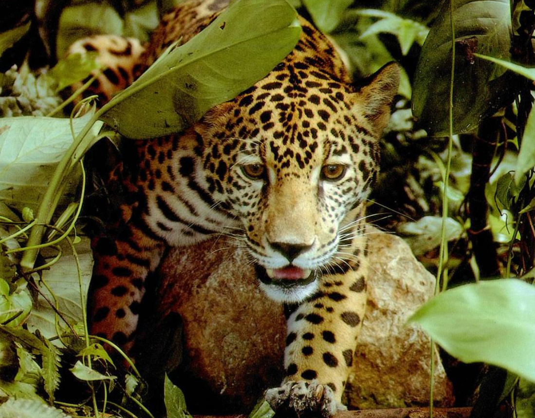 亚马逊热带雨林到底有多少生物种群?