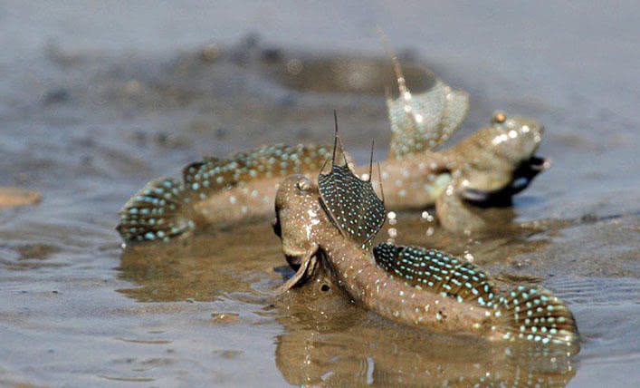 哪种鱼能在陆地上生活(什么鱼可以陆地生活) - 风集网