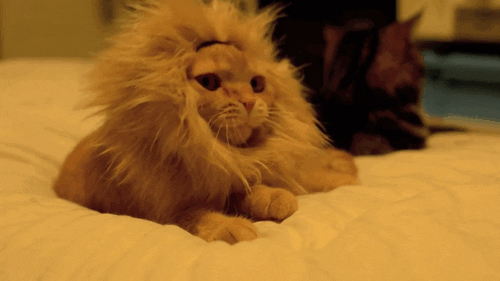 为什么有的猫不爱喵喵叫？是哑猫吗？