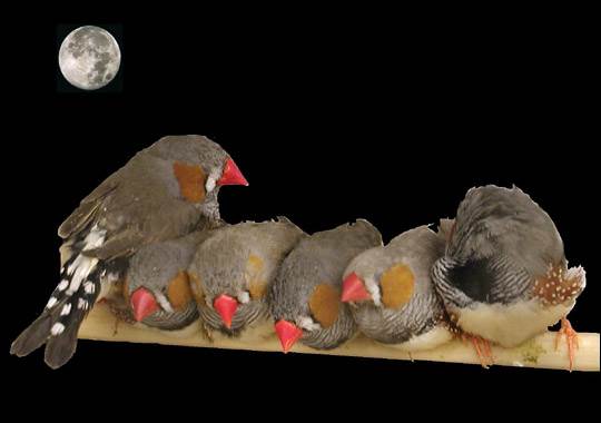 小学语文一年下册《夜色》知识积累、能力扩展训练（二）