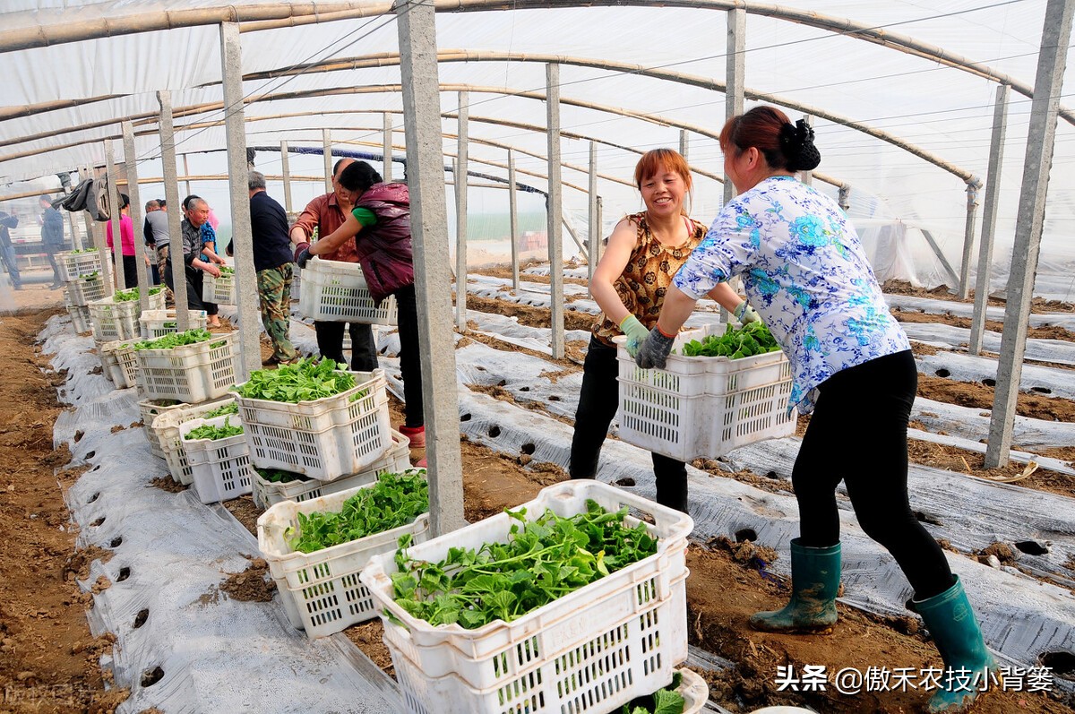 夏季高温闷棚如何才能杀菌灭虫更彻底？用好1个八字诀就能做到