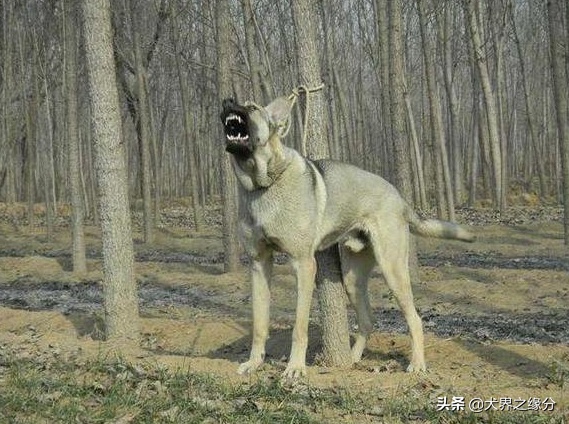 东北狼狗图片(来自东北黑土地的2种犬，老百姓称它们为“东北二狼”，看家法宝)