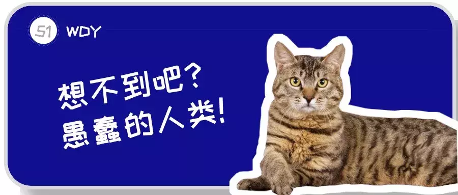 一只狸花猫在国外能卖上万元，你还觉得中华田园猫不值钱吗？