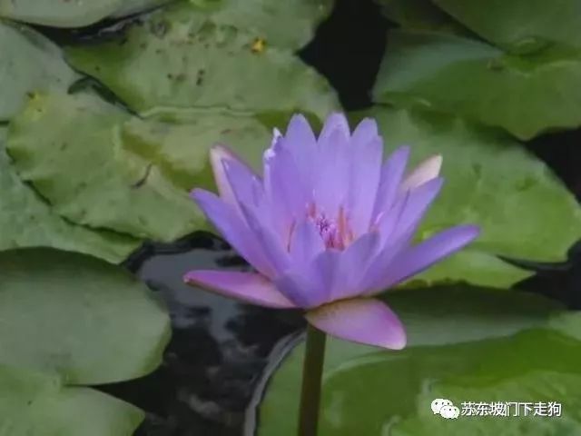 花中睡美人，时入梦中也是一种幸福