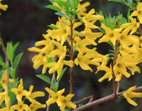 迎春花连翘花区分（迎春花和连翘快速区分方法）