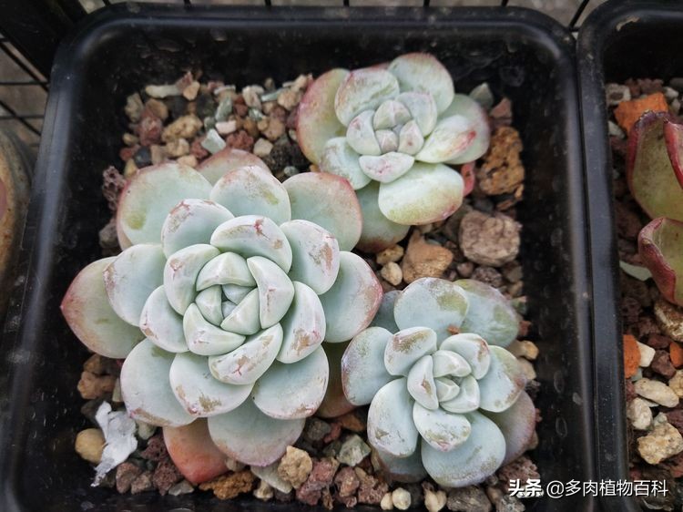 秋去冬来却如春,多肉上色正当时