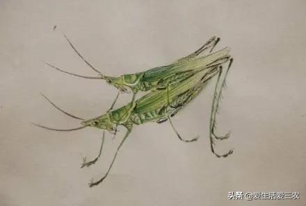 黃粉蟲收購,黃粉蟲收購商的聯系方式