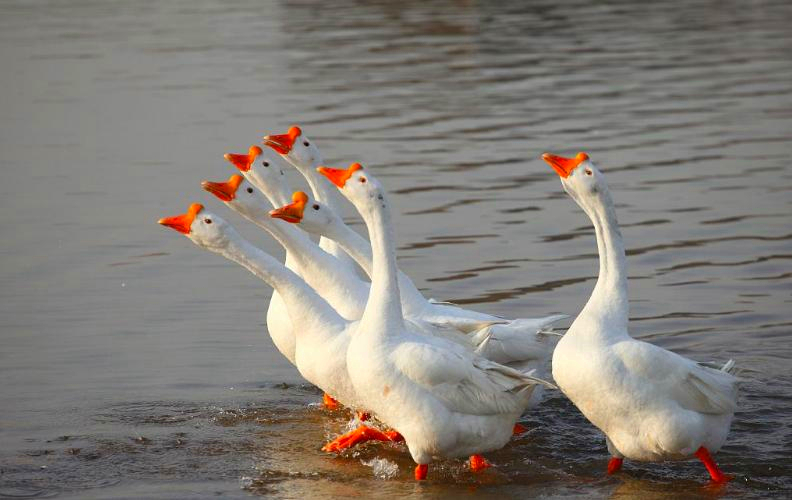 鹅鹅鹅曲项向天歌的曲读几声(鹅鹅鹅曲项向天歌注音) - 盾灵网