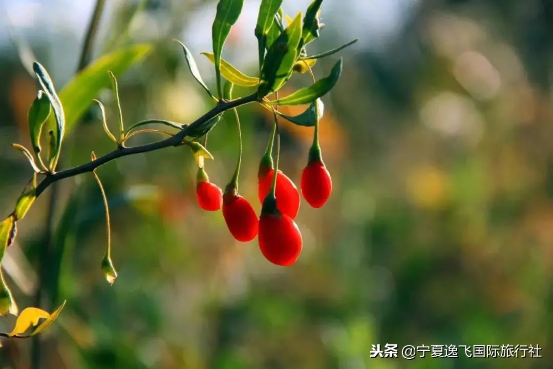 每周一期电子报，出游线路早知道，11月21日更新，银川出发