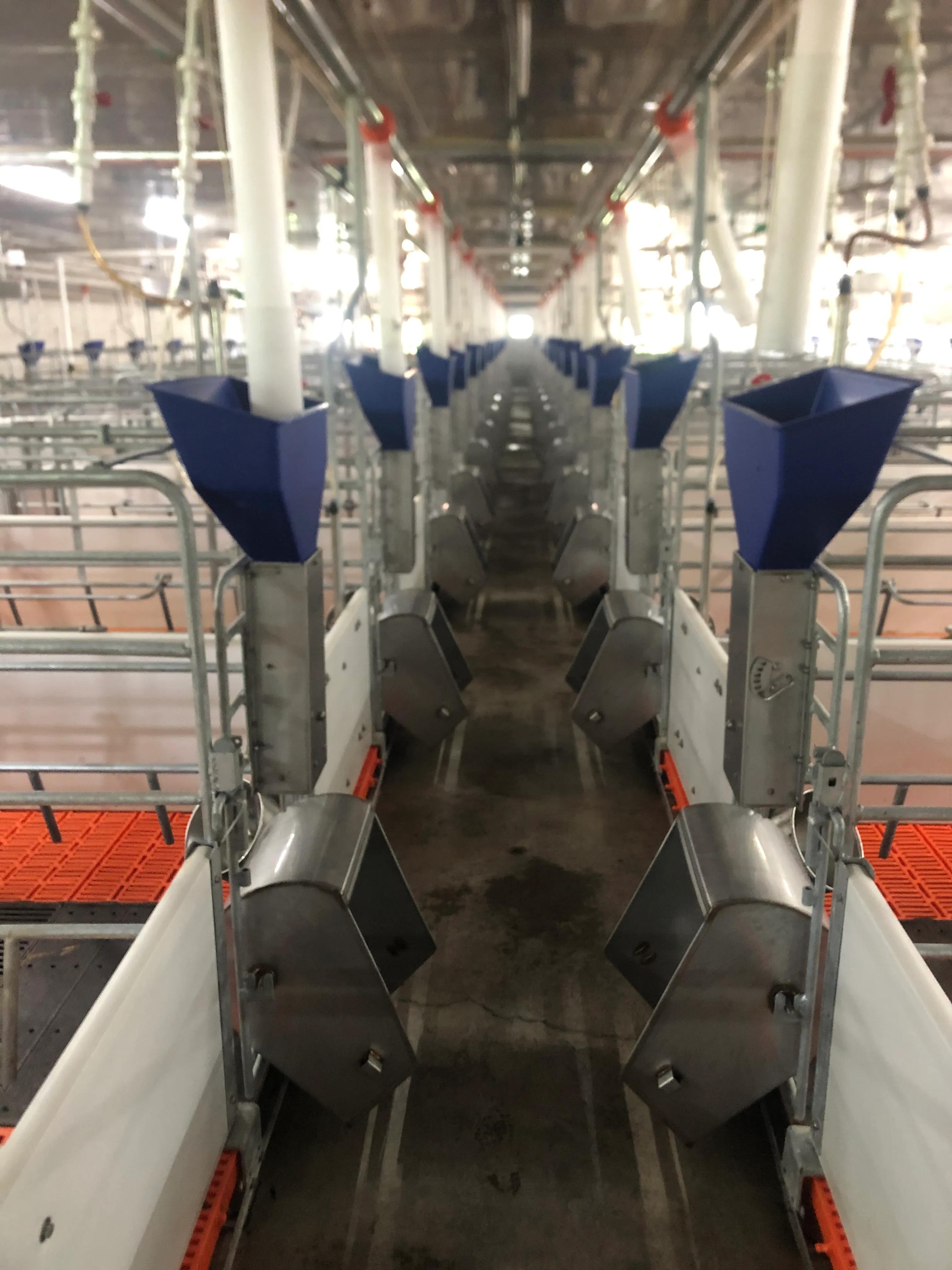 大学生养猪，谈谈真实感受