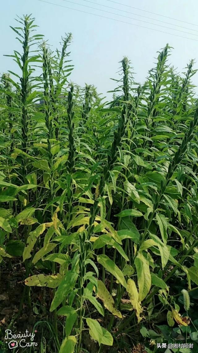 相信黑芝麻大部分人都吃过，但芝麻是长树上的还是长地底下的？