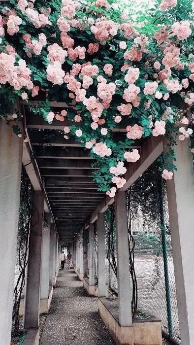 成都，大学校花来了！