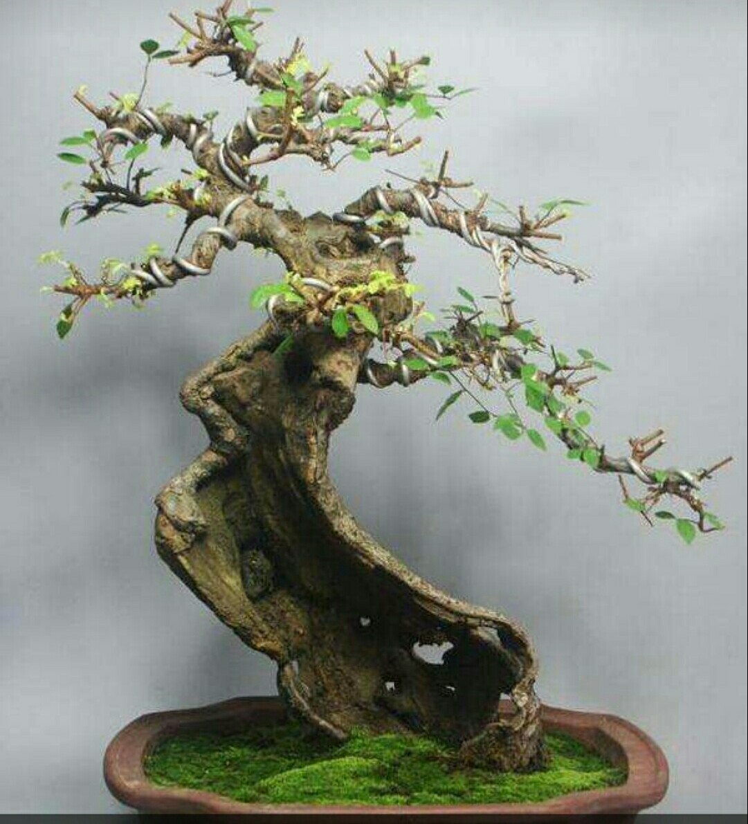 野生榆树疙瘩,当成盆景养,比花儿还好看