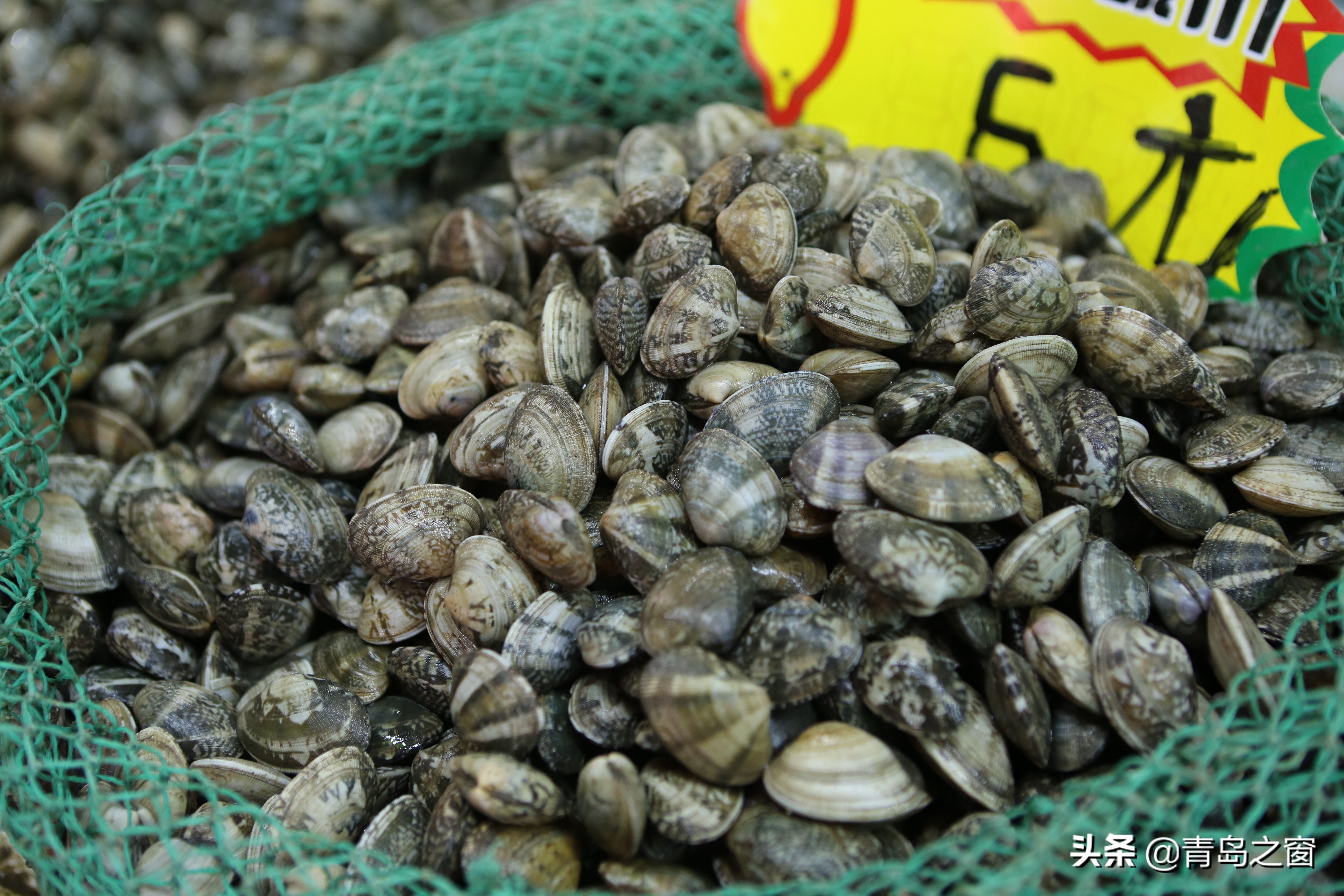 蛏子跌至15元一斤 蛤蜊也降价了 扇贝、海蛎子价格依然坚挺