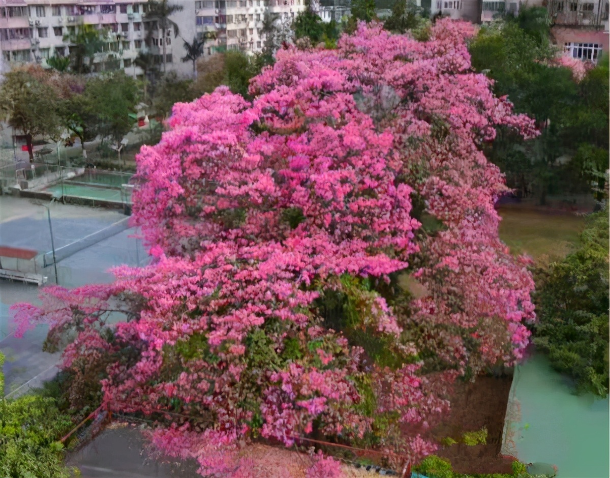 有种树叫“美人树”，开花美过“樱花”长在路边无人识