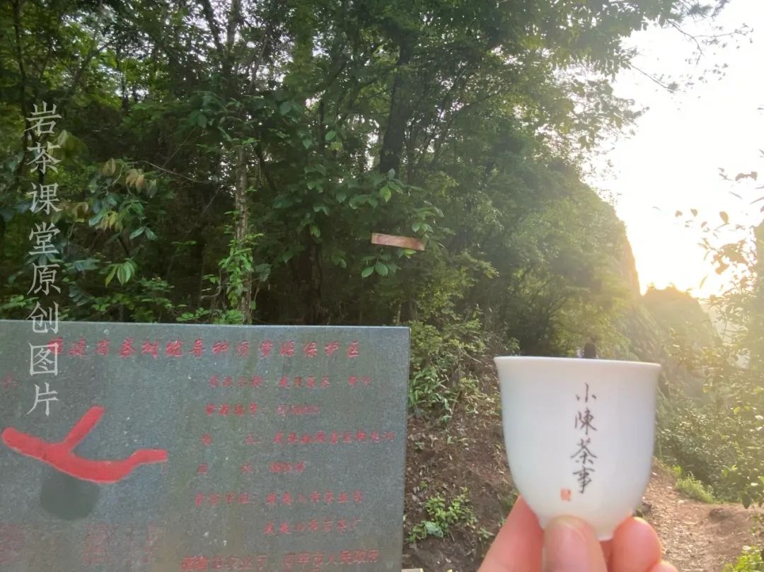 喝过牛栏坑肉桂的人，才算懂岩茶，岩茶入门的门槛这么高吗？