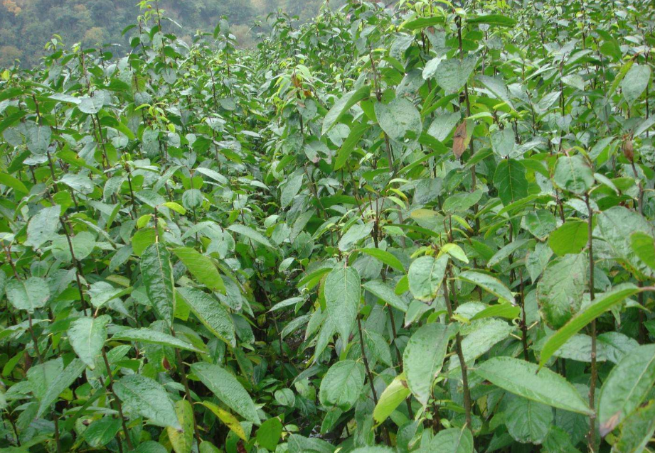 杜仲樹種植,杜仲樹種植幾年見效益