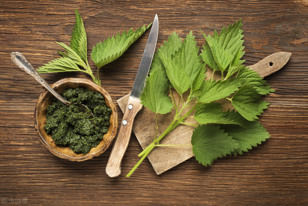 被麻葉蕁麻草紮了怎麼辦(麻葉蕁麻草的功效與作用)-友友