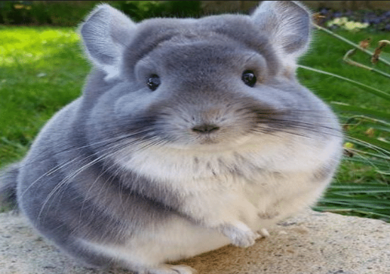 龙猫是什么动物 龙猫怎么样算认主人了-有深度有内涵的一个小网站