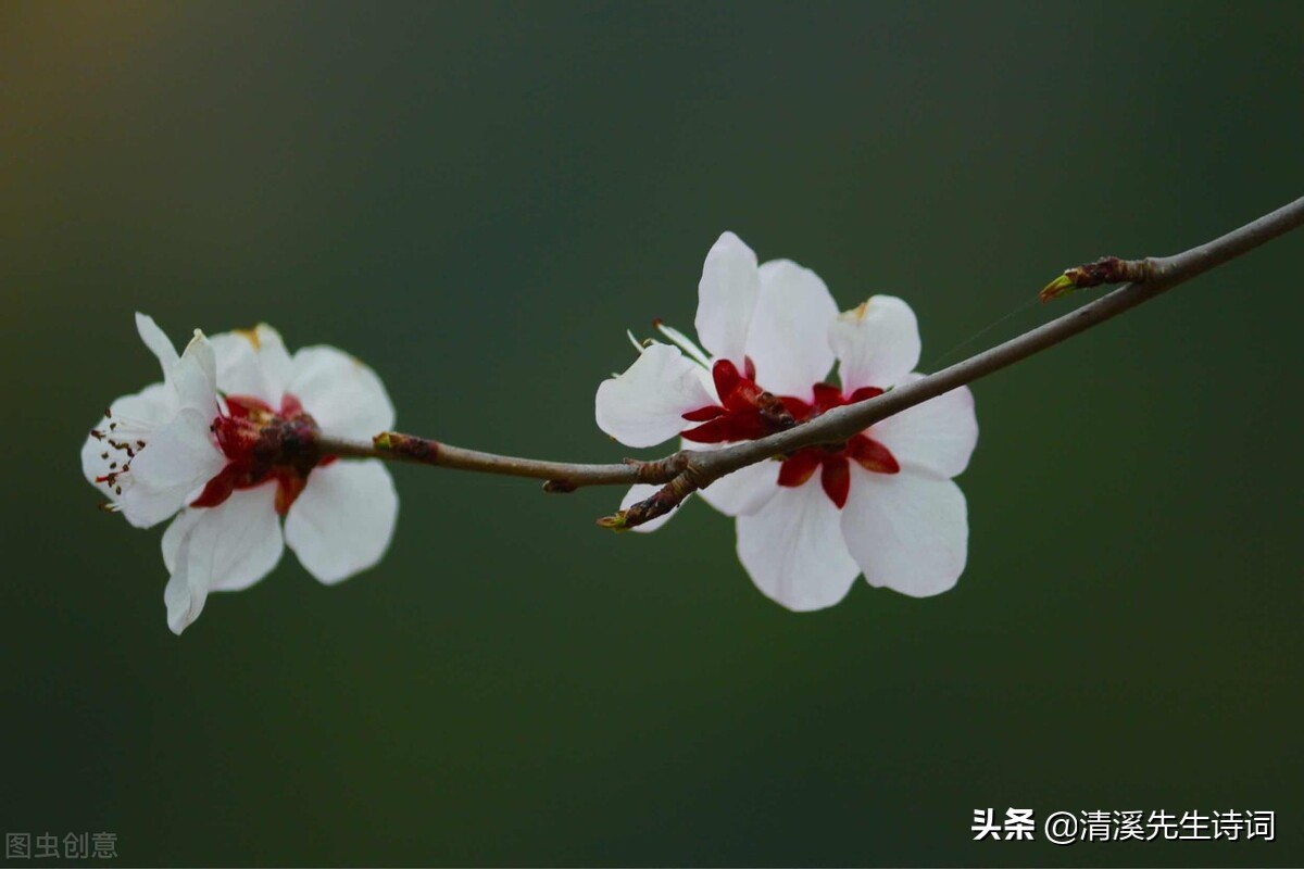 浅谈格律诗之五：格律诗常用的十二种修辞手法（2）