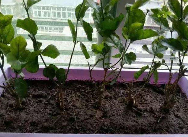 茉莉花什么时候扦插成活率高（茉莉花什么时候扦插好活）-大连信息网