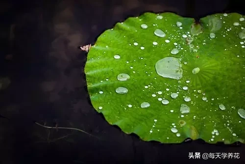 7种 · 最“文气”的茶室绿植