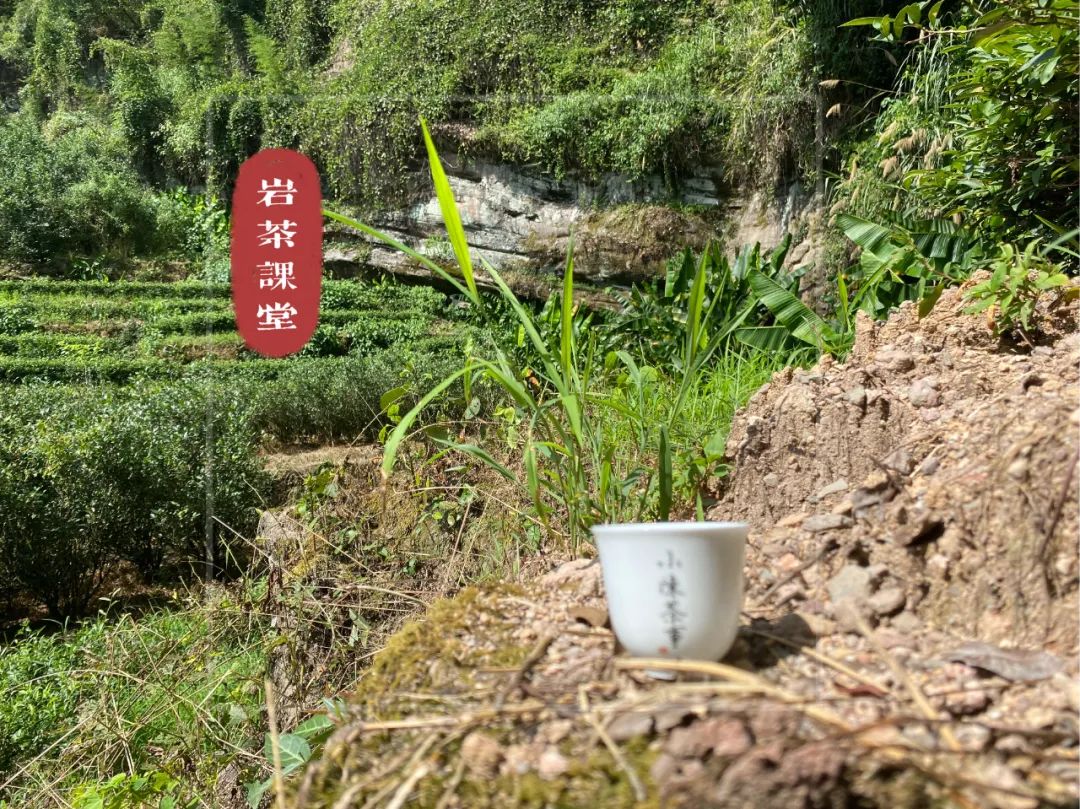 上万元一斤的牛栏坑肉桂，究竟是不是智商税？这些真相你知道吗？