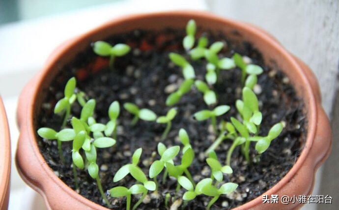 阳台养1盆“石竹花”，撒下种子1周发芽，耐热、耐寒，开花大半年