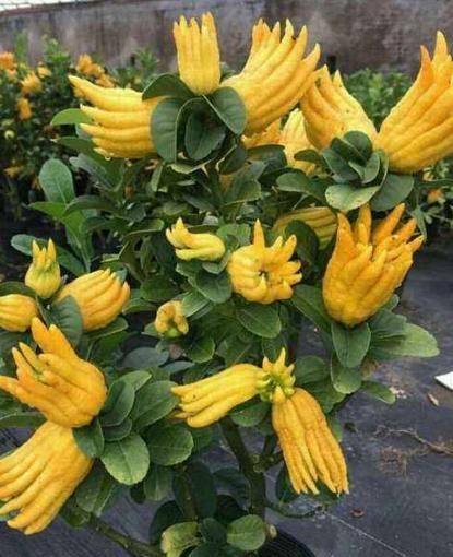 佛手柑怎么吃 佛手柑直接加冰糖腌制方法-大连之家