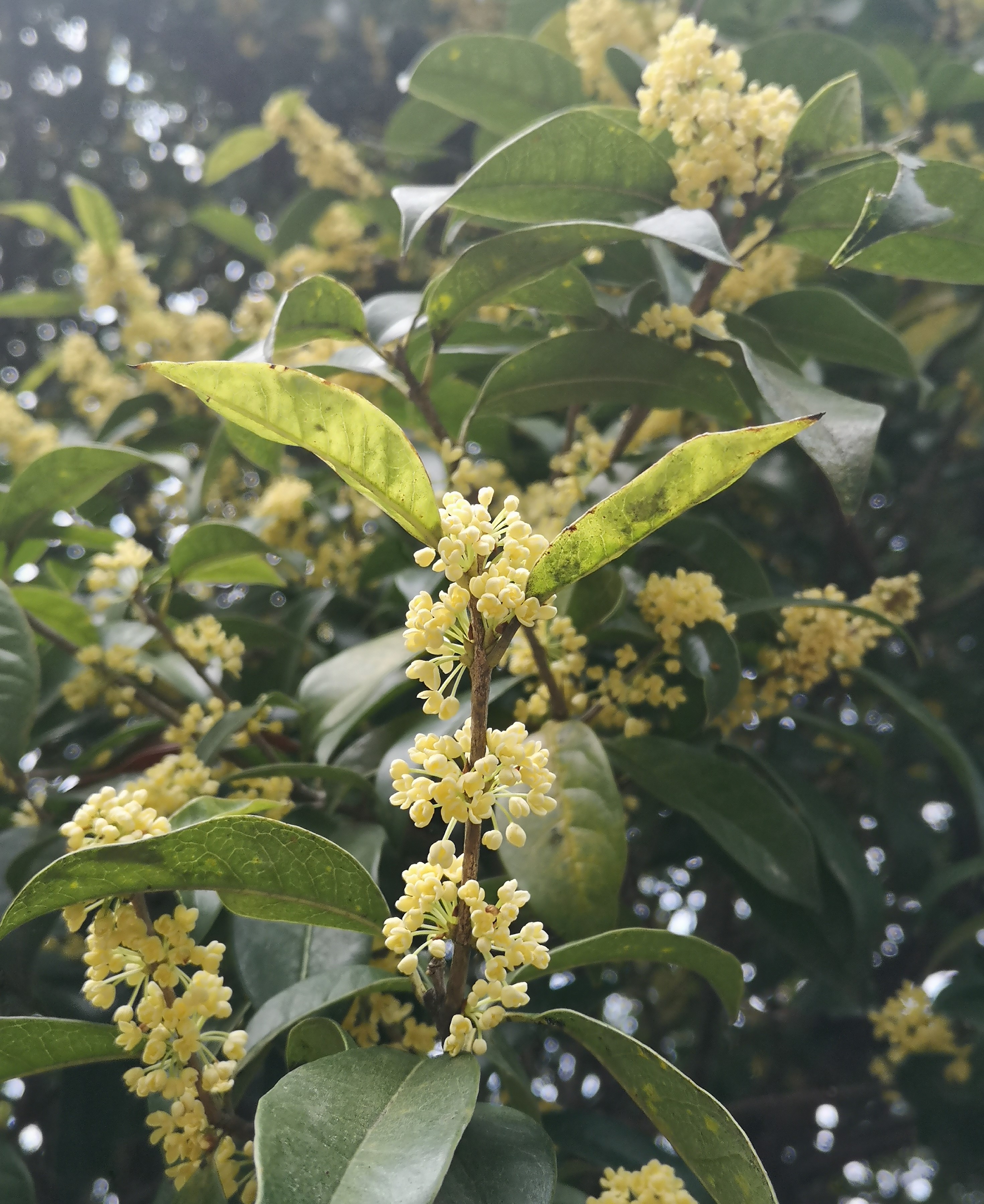 八月桂花逸清秋 十首妙辞人间留