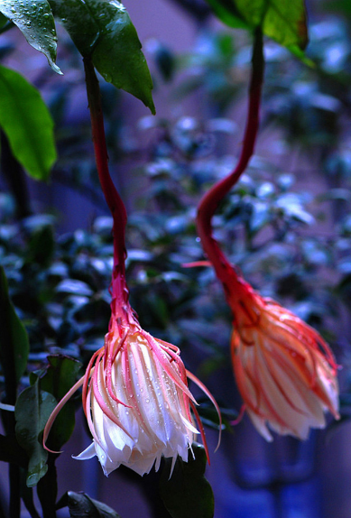 「诗词鉴赏」昙花一现为韦陀，古诗词里的昙花，一现刹那芳华