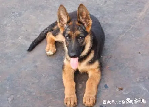 世界上最能吃的4种狗狗,最后一种堪称“行走的饭桶”