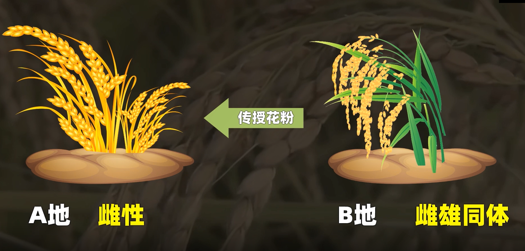 转基因水稻（目前我国有3种转基因水稻）-第9张图片