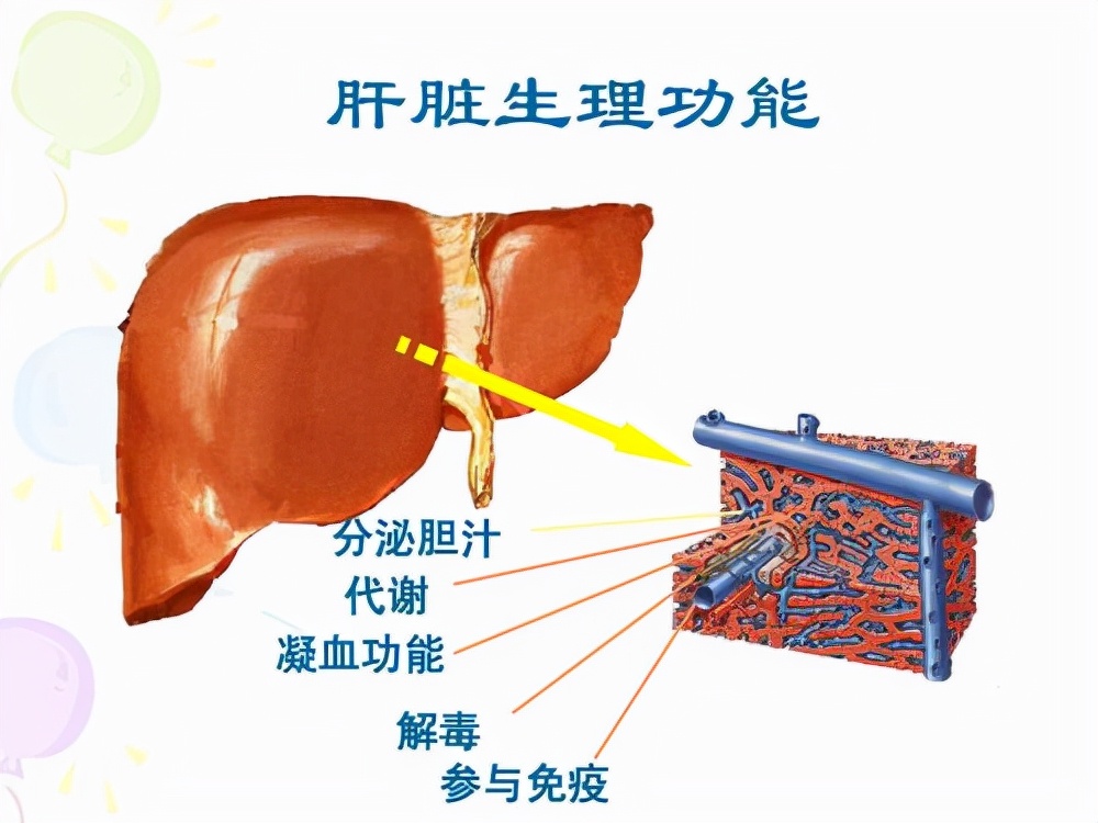 肝病患者為什么要補充蛋白質(zhì)？補多少？吃什么補？